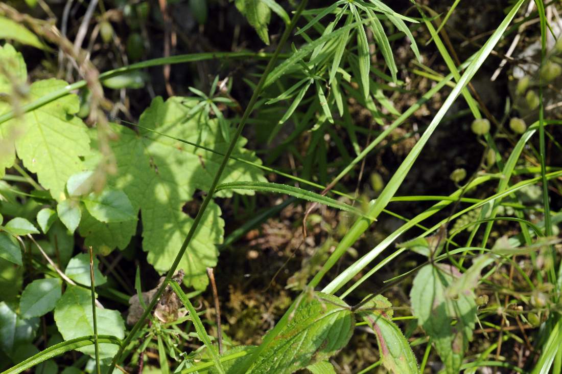 Monte Monfenera (TV):  Campanula persicifolia